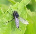 /album/my-local-birding-gallery/fly-to-id-jpg/